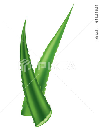 Aloe vera, realistic green plant, leaves and cut pieces isolated on white background. Icon use for cosmetic products advertesment or for banner, poster design Aloe vera, realistic green plant, leaves and cut pieces isolated on white background. Icon use for cosmetic products advertesment or for banner, poster design 95883684