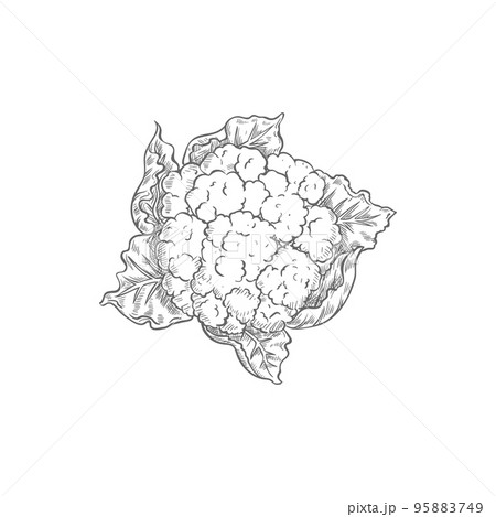 Cauliflower cabbage isolated vegetable brassica monochrome sketch. Vector vegetarian food, organic vegetable, Brassica oleracea annual plant, only head is eaten. White or green hand drawn cauliflower 95883749