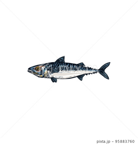 Pelagic fish, Short indian mackerel isolated realistic sketch. Vector specie of pelagic fish, Scombridae. Underwater animal, fishing sport trophy, fishery mascot. Atlantic chub Wahoo scombrid fish 95883760