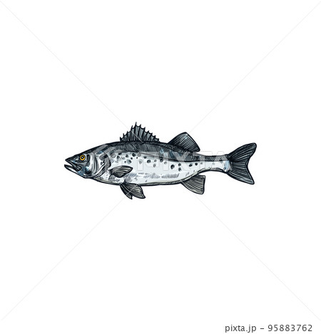 Barred sand bass isolated sea fish, potato cod sketch. Vector redbanded perch hand drawn seafood, marine underwater aquatic animal. Barred sand bass, potato cod Serranus cabrilla, Caprodon fish Barred sand bass isolated sea fish, potato cod sketch. Vector redbanded perch hand drawn seafood, marine underwater aquatic animal. Barred sand bass, potato cod Serranus cabrilla, Caprodon fish 95883762