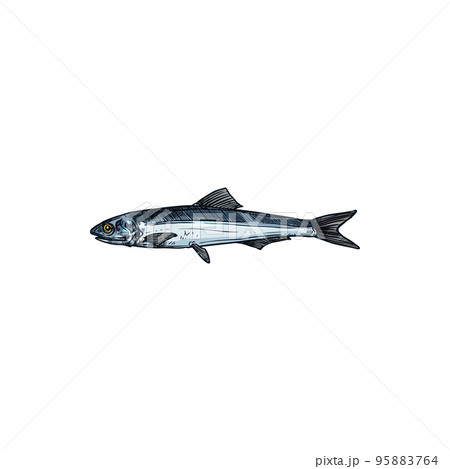 Anchovy small forage fish isolated sketch drawing. Vector Engraulis or Stolephorus, European anchovy, Engraulis encrasicolus, Thryssa. Anchoa, Anchoviella. Hand drawn forage fish aquatic animal Anchovy small forage fish isolated sketch drawing. Vector Engraulis or Stolephorus, European anchovy, Engraulis encrasicolus, Thryssa. Anchoa, Anchoviella. Hand drawn forage fish aquatic animal 95883764