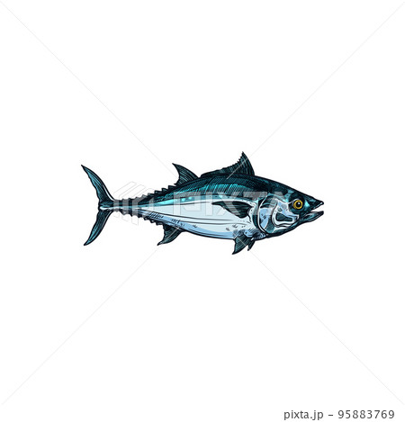 Bluefin tuna blackfin longtail fish isolate sketch. Vector Scombridae mackerel, predatory schooling fish hand drawn underwater animal. Tunny tribe Thunnini, fishery fishing sport mascot 95883769