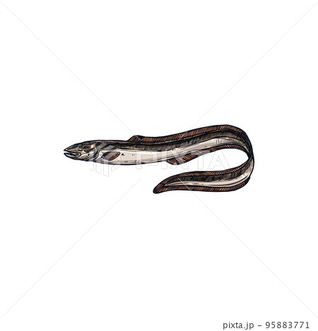 Electric eel isolated eel-shape underwater fish sketch. Vector knifefish Electrophorus electricus, exotic fish inhabit water. Sea electric eel, marine underwater animal. Uncooked fresh eel hand drawn Electric eel isolated eel-shape underwater fish sketch. Vector knifefish Electrophorus electricus, exotic fish inhabit water. Sea electric eel, marine underwater animal. Uncooked fresh eel hand drawn 95883771