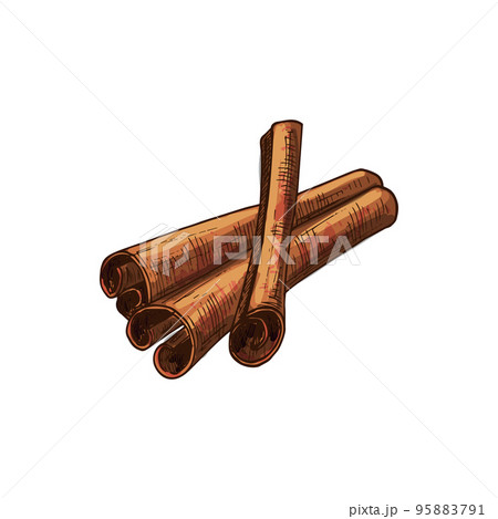 Cinnamon bark strip sticks isolated aromatic spices sketch. Vector flavoring seasoning, dry rolled spicy cinnamomum, bakery ingredient. Scented plant, Cinnamomum verum tree bark, spa aromatherapy Cinnamon bark strip sticks isolated aromatic spices sketch. Vector flavoring seasoning, dry rolled spicy cinnamomum, bakery ingredient. Scented plant, Cinnamomum verum tree bark, spa aromatherapy 95883791
