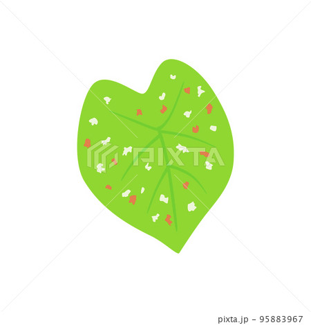 Caladium Florida Clown, green leaf with pink and white spots 95883967