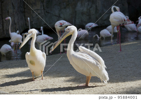 beautiful pelicans on a flamingo background 95884001
