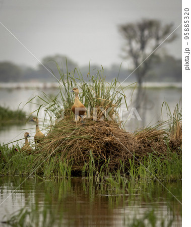 Lesser whistling duck or Dendrocygna javanica in winter season at wetland of keoladeo national park forest or bharatpur bird sanctuary rajasthan india asia Lesser whistling duck or Dendrocygna javanica in winter season at wetland of keoladeo national park forest or bharatpur bird sanctuary rajasthan india asia 95885320