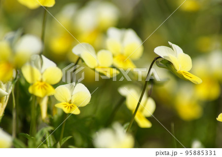 Viola tricolor. Viola arvensis. Flower of a wild field pansy Viola tricolor. Viola arvensis. Flower of a wild field pansy 95885331