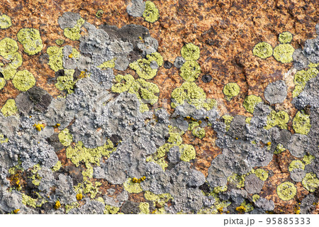 Granite mossy, texture, close-up 95885333