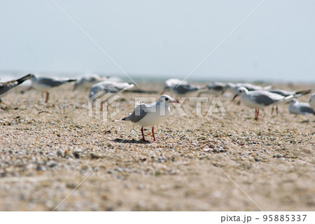 Seagull on the Azov beach in Berdyansk 95885337