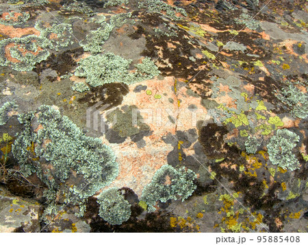 Granite mossy, texture, close-up 95885408