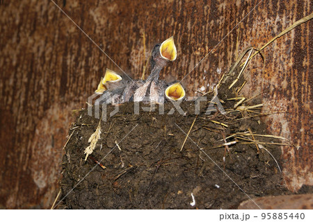 Swallow chicks in the nest 95885440