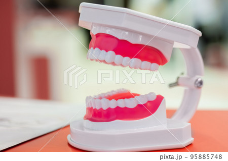 Plastic anatomical human jaw, demonstration model for education Plastic anatomical human jaw, demonstration model for education 95885748