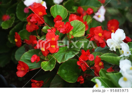 ベゴニア  赤と白色の花 95885975