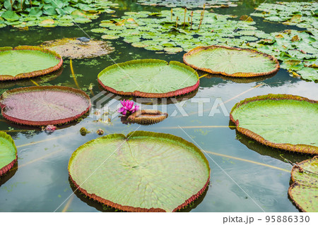 Flower of the Victoria Amazonica, or Victoria Regia, the largest aquatic plant in the world in the Amazon Rainforest in Peru Flower of the Victoria Amazonica, or Victoria Regia, the largest aquatic plant in the world in the Amazon Rainforest in Peru 95886330
