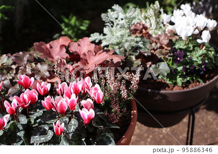 ガーデンシクラメンの花寄せ植え 95886346