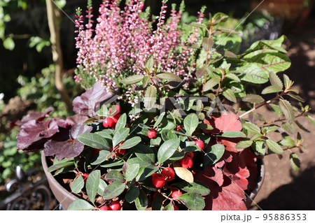 チェッカーベリーを使った花寄せ植え 95886353