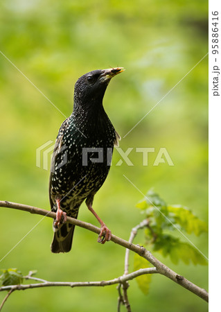 Common starling holding insect in beak on twig in summer 95886416