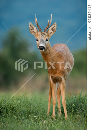 Roe deer staring on grassland in summer in vertical shot 95886417