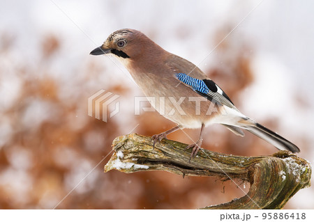 Eurasian jay sitting on branch in wintertime nature 95886418