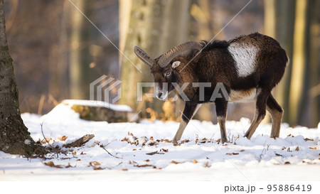 Mouflon walking in snowy forest in wintertime nature 95886419