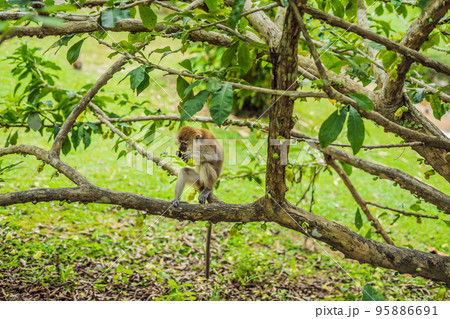 Monkey sitting on the tree and eating a mango 95886691