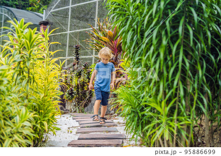 boy is walking along a path in a tropical park boy is walking along a path in a tropical park 95886699