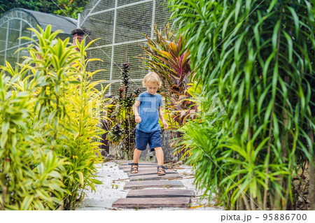 boy is walking along a path in a tropical park boy is walking along a path in a tropical park 95886700