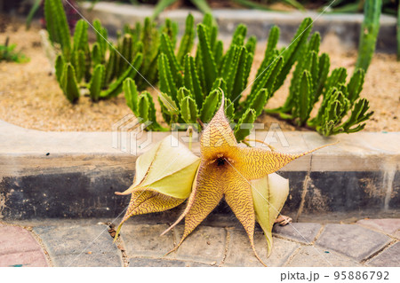 Succulents of cacti on sandy soil. The trend of cactus concept 95886792