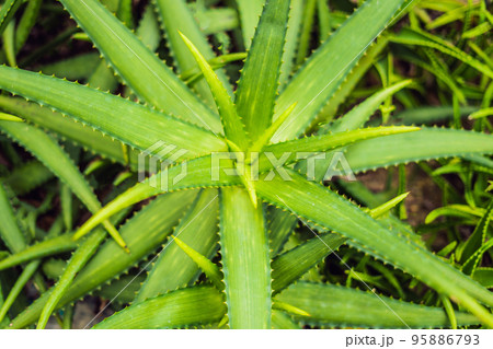 Background of gently green aloe leaf texture 95886793