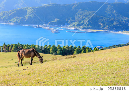 御崎馬と秋の景色 宮崎県串間市 御崎馬と秋の景色 宮崎県串間市 95886818