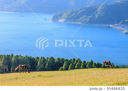 御崎馬と秋の景色 宮崎県串間市 御崎馬と秋の景色 宮崎県串間市 95886820