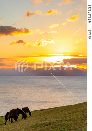 夕日と御崎馬 都井岬 宮崎県串間市 夕日と御崎馬 都井岬 宮崎県串間市 95886831