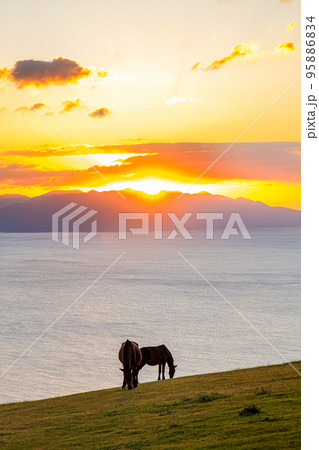 夕日と御崎馬 都井岬 宮崎県串間市 夕日と御崎馬 都井岬 宮崎県串間市 95886834