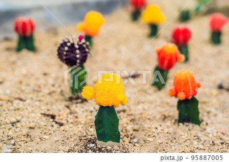 Moon Cactus or Gymnocalycium mihanovichii, the Mutant Cactus Grafted on to Hylocereus Rootstock Macro Closeup Background of Cactus Pigmentation Thorns or Abstract Magenta Texture 95887005