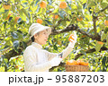 柿畑で柿の採果をしている白セーターのシニア女性 95887203