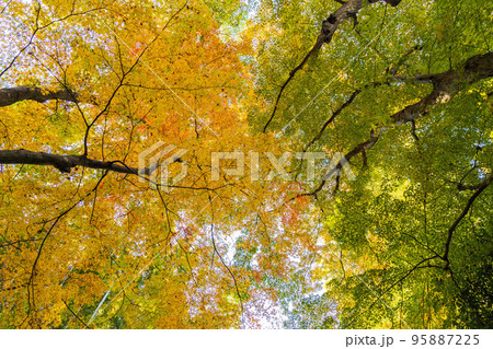 京都洛西の秋 紅葉の地蔵院(竹の寺)) 京都洛西の秋 紅葉の地蔵院(竹の寺)) 95887225