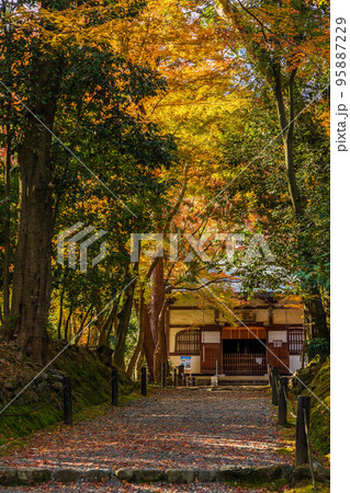 京都洛西の秋 紅葉の地蔵院(竹の寺)) 散り紅葉の参道と本堂 京都洛西の秋 紅葉の地蔵院(竹の寺)) 散り紅葉の参道と本堂 95887229