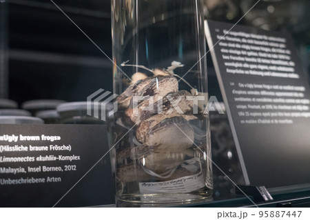 ベルン自然史博物館の展示 95887447