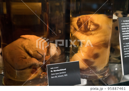 ベルン自然史博物館の展示 ベルン自然史博物館の展示 95887461