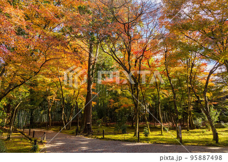 京都洛西の秋　紅葉の地蔵院（竹の寺） 95887498