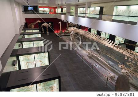 ベルン自然史博物館の展示 95887881