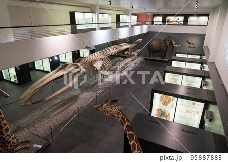 ベルン自然史博物館の展示 ベルン自然史博物館の展示 95887883