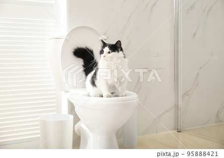 Cute cat sitting on toilet bowl in bathroom Cute cat sitting on toilet bowl in bathroom 95888421