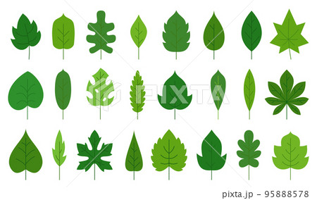Green leaf flat floral icon set. Eco nature organic leaves of oak birch maple, tropical monstera, poplar ash aspen chestnut tea sprout isolated on white. Forest plant foliage herbal deciduous tree 95888578