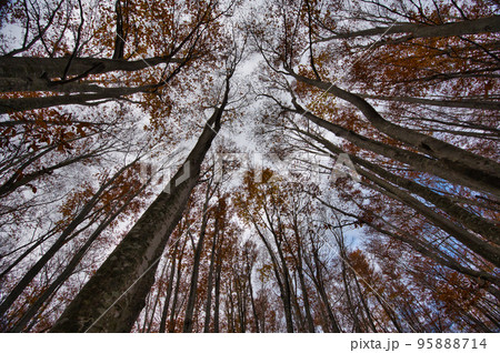 秋の青森県八甲田山の白樺の木 95888714