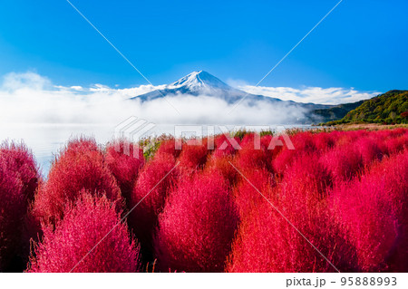 深紅に紅葉したコキアと富士山　～河口湖・大石公園～ 95888993