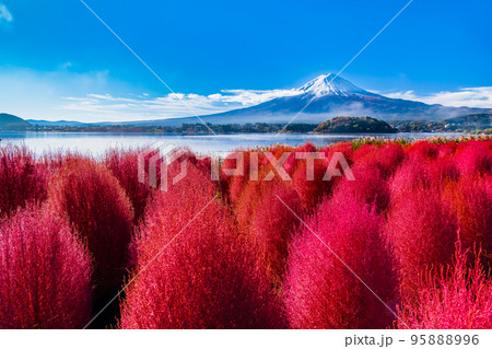 深紅に紅葉したコキアと富士山　～河口湖・大石公園～ 95888996