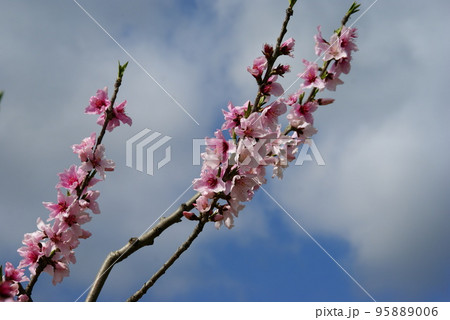 桃の花 桃の花 95889006