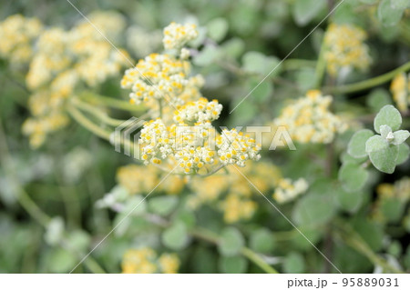 ヘリクリサム　ペティオラレの花 95889031